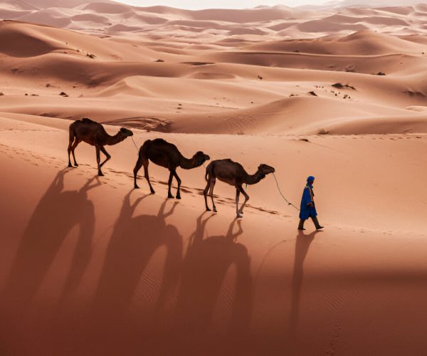 camel ride3